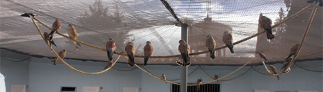 Interior nucleo de cría Interior nucleo de cría