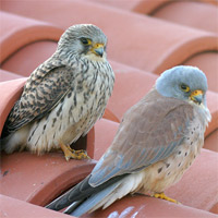 Pareja de Cernícalo Primilla