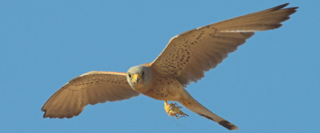 Macho en vuelo con presa Macho en vuelo con presa